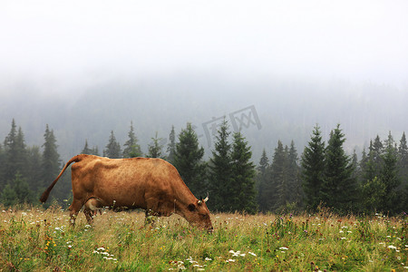 一头红牛在夏季草地上吃草，背景是群山。