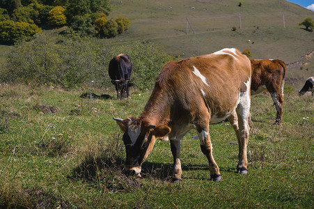 特写，秋天山上的牛，天气好的时候吃草，背景是一群