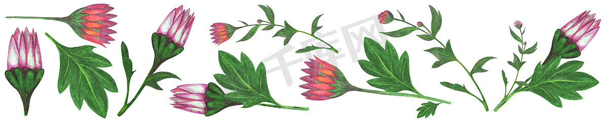 一套手绘红色和粉红色的花朵，绿色的叶子在白色背景下被隔离。
