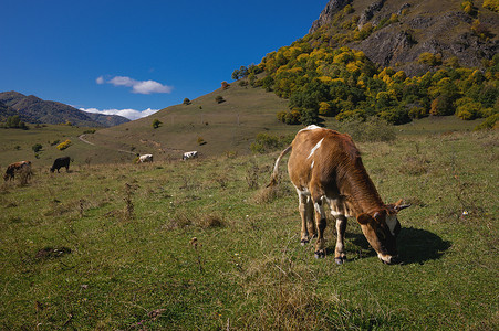 秋天山上的牛，天气好的时候吃草，背景是一群