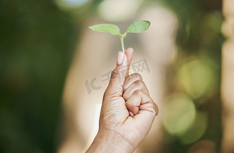 黑人妇女，在农业、可持续发展护理或气候变化希望中的未来增长规划中手或拿着树苗。