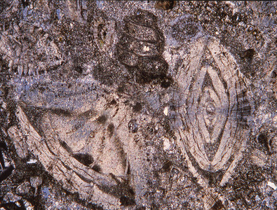 显微镜下有化石的岩石薄片