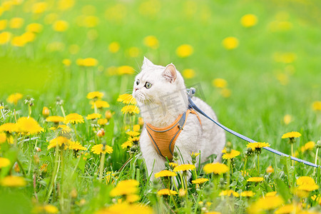 春天，一只可爱的白色英国猫在长着黄色蒲公英的草地上散步，望向别处。