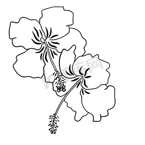 玫瑰花瓣手绘摄影照片_手绘黑白芙蓉花插图，热带花卉设计。