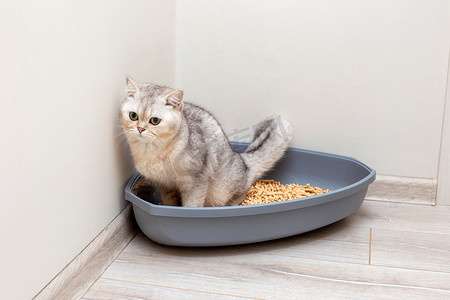 一只美丽的灰色英国猫被排入一个大的灰色三角形塑料垃圾箱