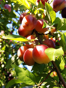 大樱桃摄影照片_樱桃李的大果子在树特写镜头
