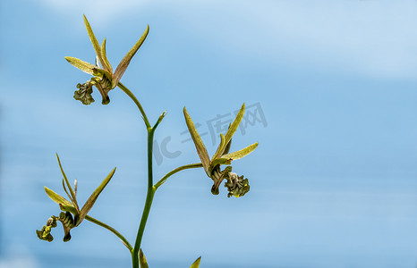 Eulophia Andamanensis 地面兰花小兰花花在天空背景的