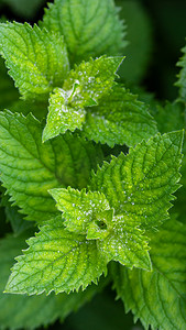 露珠中的绿香薄荷 (Mentha suaveolens)，顶视图