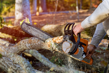 飓风过后，伐木工人用手电锯在森林里锯倒树木