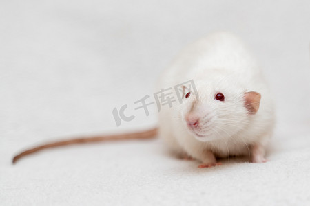 红眼睛的白色实验室老鼠，在白色背景下被隔离