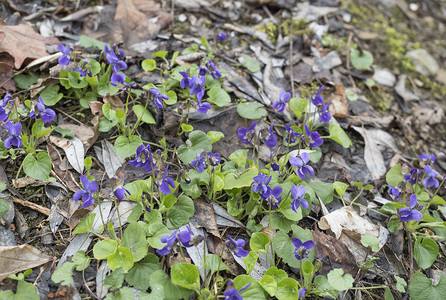 用春紫罗兰花、紫罗兰或木紫罗兰、绿叶甜紫罗兰覆盖的森林地面