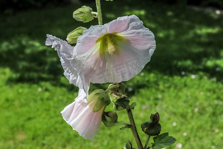 粉红色的花朵 Stockroses 在绿色清新的背景中特写