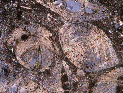 显微镜下有化石的岩石薄片