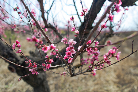 在阳光明媚的春日，在蓝蓝的天空上，可以看到田野上开花的桃树。