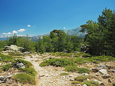 科西嘉阿尔卑斯山草地上的风景山小径，有大松树、绿色灌木和蓝天背景