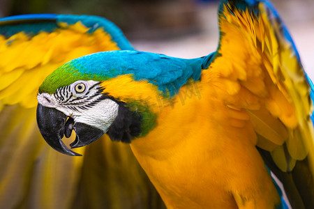 栖息在树上的蓝色和黄色金刚鹦鹉，Ara ararauna，潘塔纳尔，巴西