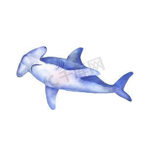 大白鲨鱼摄影照片_大白双髻鲨水彩插图。