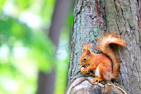 发现了摄影照片_一只橙色的松鼠在森林里发现了一颗核桃，坐在树上啃着一颗坚果。