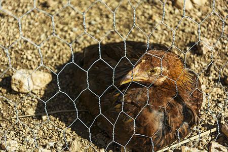 家棕鸡躺在铁丝网后面