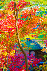 鲜艳的秋叶和日式房屋