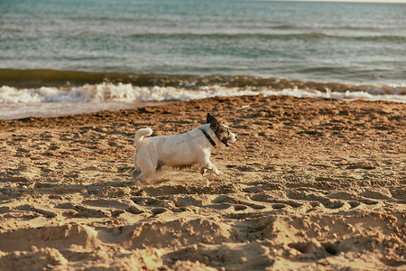 夏天，一只可爱、聪明的小狗在明媚的阳光下沿着海滩奔跑