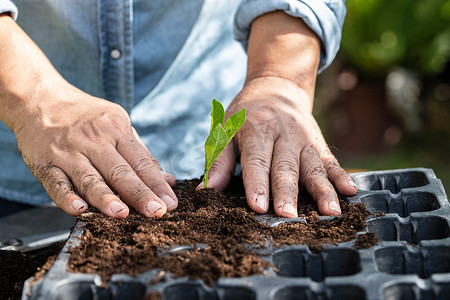 园丁妇女用泥炭藓有机质种植一棵树，改善农业有机植物生长的土壤，生态学概念。