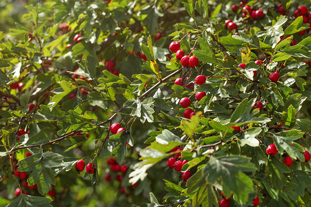 山楂 (Crataegus / hawberry) 灌木丛，有红色的小果实。