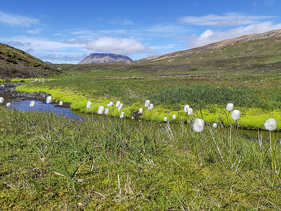 花草花卉植物摄影照片_冰岛风景中的 Scheuchzer 棉草或白棉草 Eriophorum scheuchzeri