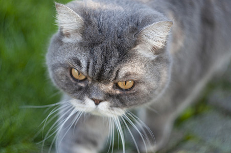 一只黄色眼睛的悲伤灰色英国猫的特写，最喜欢的宠物