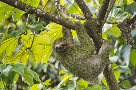 免费ppt下载摄影照片_苍喉树懒，三趾树懒，Marino Ballena 国家公园，哥斯达黎加