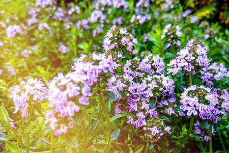 百里香 pulegioides 开着淡紫色粉红色的花朵。