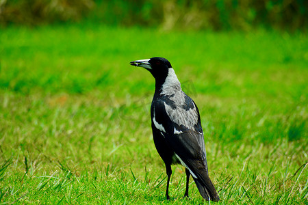 黑白相间的澳大利亚喜鹊是新西兰大部分地区常见且引人注目的居民。