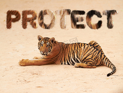 老虎、动物和文字覆盖以保护自然、动物园或野生动物园，以作为艺术的力量和危险。