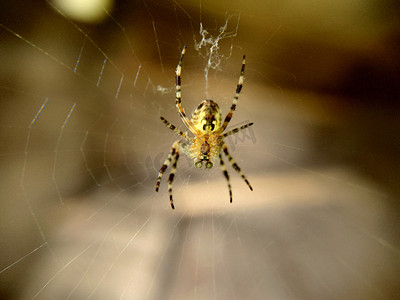条纹蜘蛛摄影照片_绿色圆眼花园条纹蜘蛛