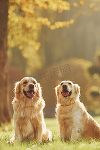 两只漂亮的金毛猎犬一起在公园里散步