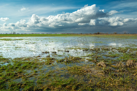 倾盆大雨后的湿草地，波兰的春景