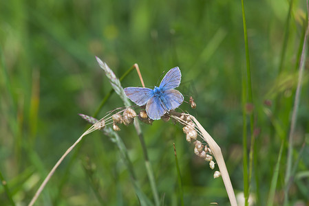 蓝色蝴蝶翅膀摄影照片_3 - 普通的蓝色蝴蝶张开鲜艳的蓝色翅膀