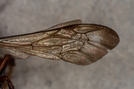 半透明翅膀摄影照片_有静脉和孔的黄蜂翅膀