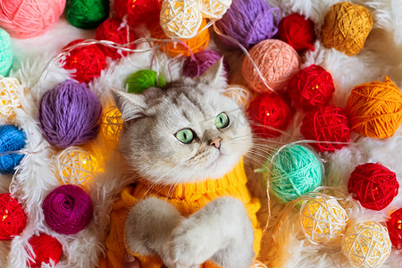 一只白猫躺在黄色针织毛衣里，躺在毛茸茸的毛毯上，毛毯上有五颜六色的毛线球。