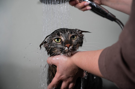 淋浴洗澡摄影照片_女人在洗澡时给一只条纹灰猫洗澡。