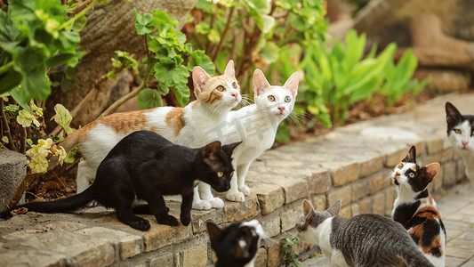 一群流浪猫坐在路边，抬头看着有人要扔给它们一些食物。