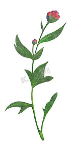 手绘粉色花卉摄影照片_手绘红菊花芽与绿叶隔离在白色背景。