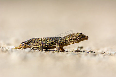 雷达图摄影照片_爬行动物棕色壁虎 (Tarentola mauritanica) 的地面视图，特写照片