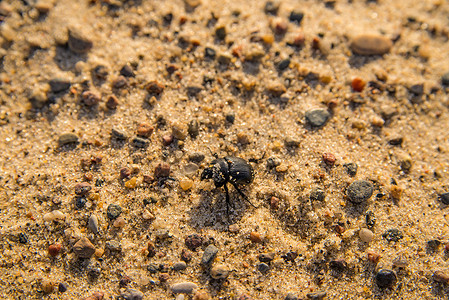 波罗的海海滩上的黑甲虫