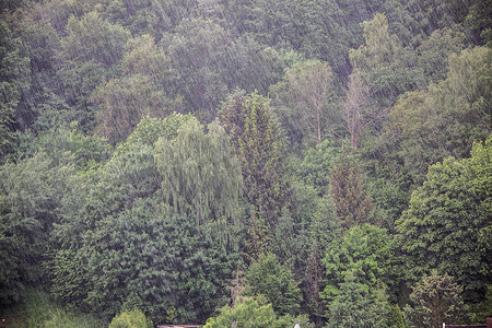 下暴雨摄影照片_在森林的大夏天雨