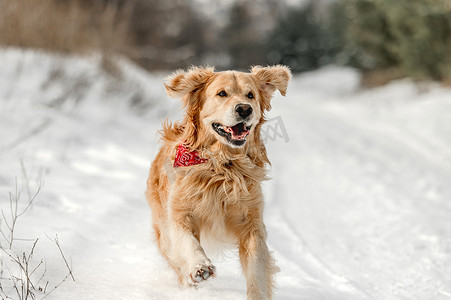 彩绘金毛摄影照片_在冬时的金毛猎犬