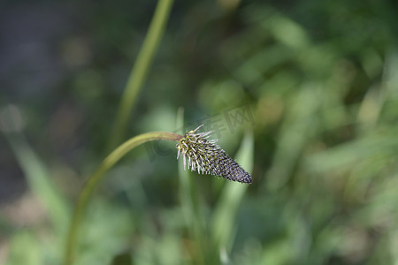 芭蕉摄影照片_车前草