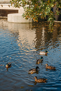 公园湖上的鸭子。