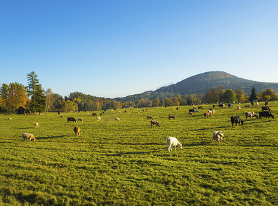 山羊群摄影照片_绿草甸与放牧牛在牧场上与卢齐克霍里山的秋季景观