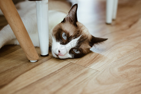 棕猫摄影照片_躺在地板上休息的白棕猫